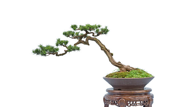 bonsai su bianco - foto stock