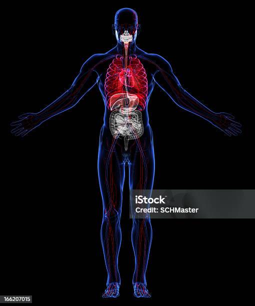 Foto de Respiratórios Os Sistemas Circulatório E Desordens e mais fotos de stock de Anatomia