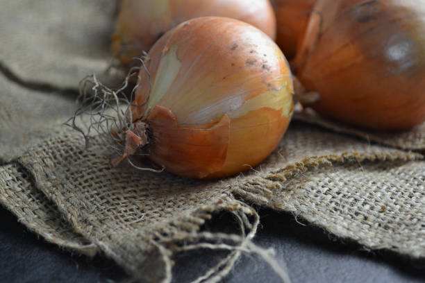 istock a large onion lies on burlap 1662078771