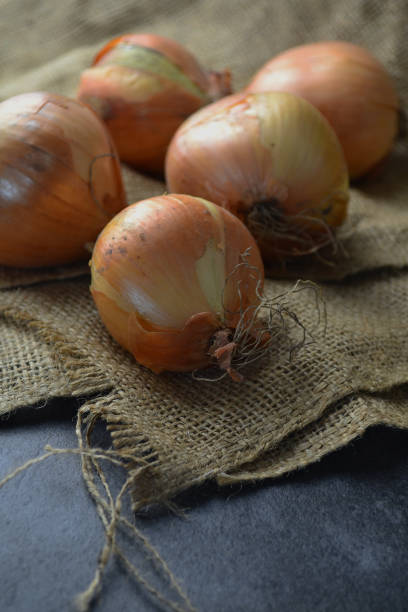 istock many large onions are lying on burlap 1662083084