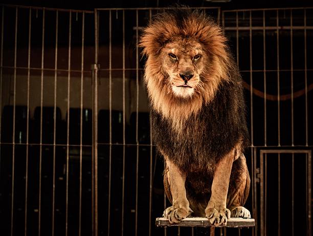 Lion in circus cage stock photo