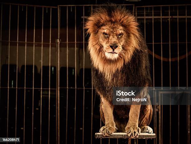 Lion In Circus Cage Stock Photo - Download Image Now - Lion - Feline, Circus, Cage