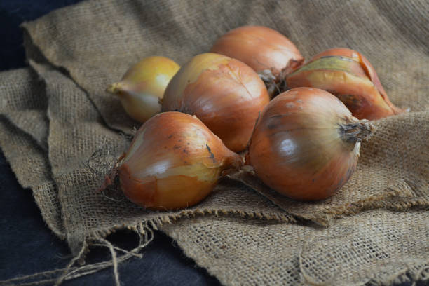 istock six large onions lie on burlap 1662088396
