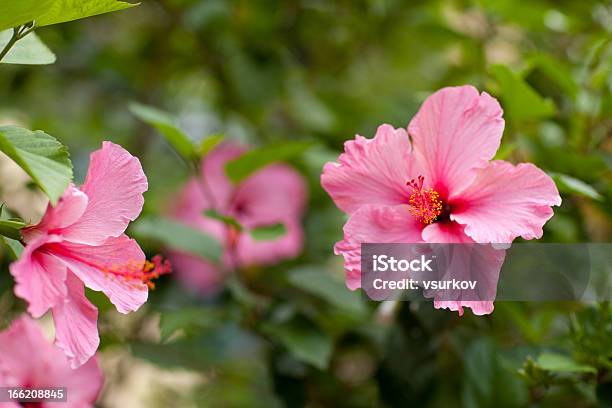 Ibisco - Fotografie stock e altre immagini di Aiuola - Aiuola, Ambientazione esterna, Bellezza naturale