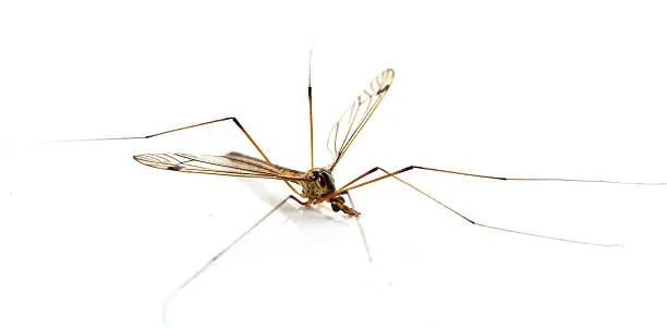 daddy long legs, mosquito nephrotoma scalaris on white background