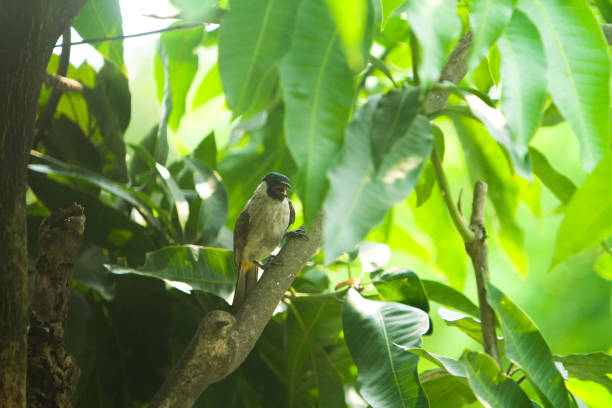 istock the finches 1662107853