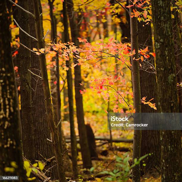 Shenandoah National Park Stock Photo - Download Image Now - Backgrounds, Landscape - Scenery, Mountain