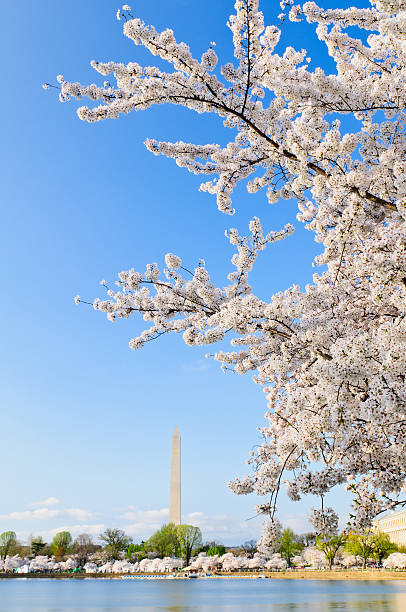 istock Cherry Blossoms in Washington DC 166211290