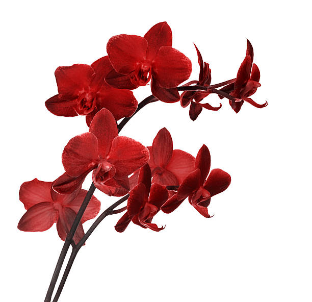istock bright red orchid flower branch on white 166212226
