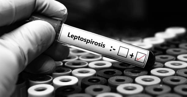 Blood sampling tube Blood sample of patient positive test for leptospira. leptospira stock pictures, royalty-free photos & images