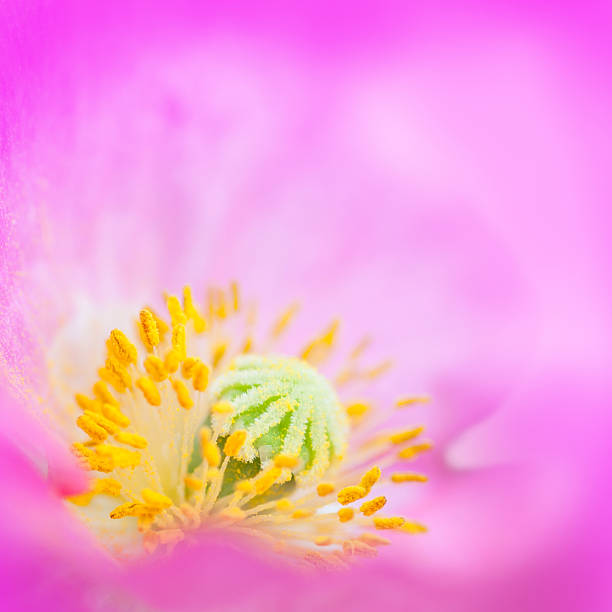 ピンクのポピーのクローズアップ - poppy purple flower close up ストックフォトと画像