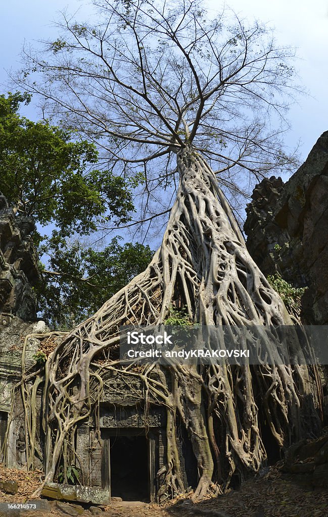 Ta Prohm ruinas, Angkor, Camboya - Foto de stock de Angkor libre de derechos