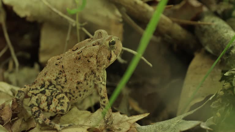 American Toad, Virginia