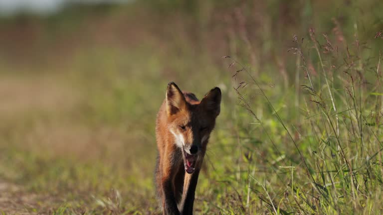 Red Fox, Bombay Hook National Wildlife Refuge, Delaware