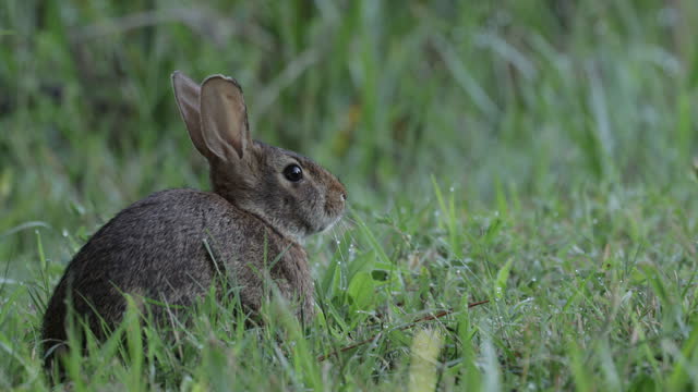 Eastern Cottontail, Texas