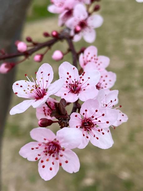 istock bunch of blossoming cherry flowers 1662167804