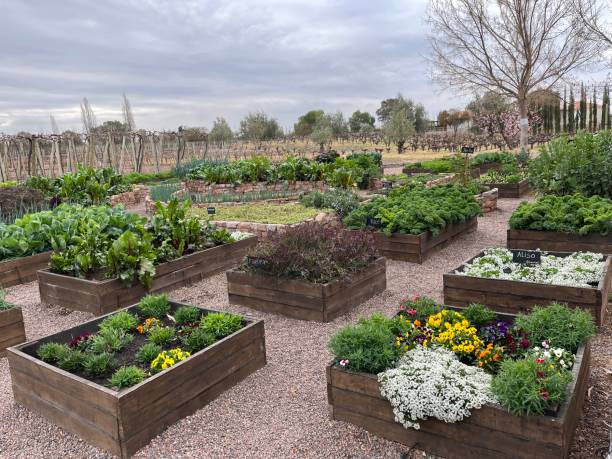 istock vegetables garden in wooden beds 1662168646
