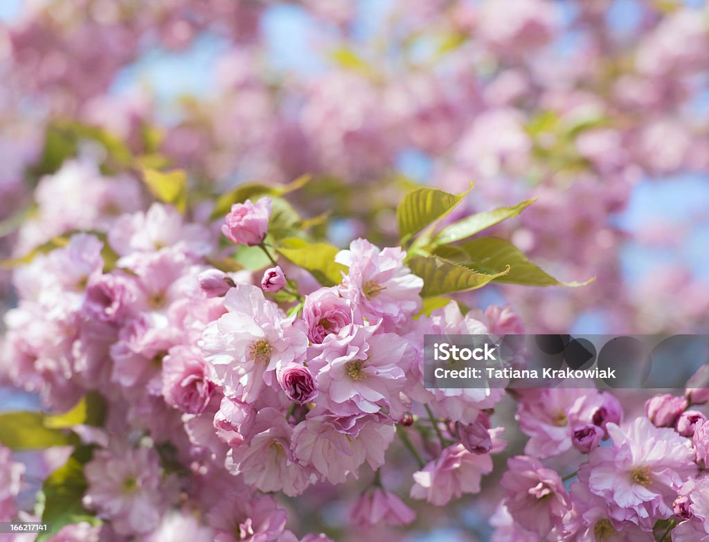 Flores da primavera - Foto de stock de Beleza royalty-free
