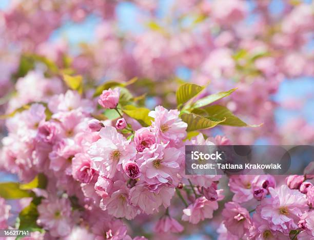 Foto de Flores Da Primavera e mais fotos de stock de Beleza - Beleza, Beleza natural - Natureza, Botão - Estágio de flora
