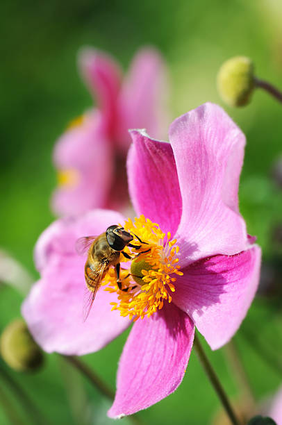hoverfly on a pink anemone flower (Anemone hupehensis) hoverfly on a pink anemone flower (Anemone hupehensis) japanese anemone windflower flower anemone flower stock pictures, royalty-free photos & images