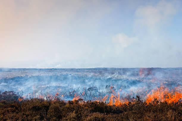 istock Burning heather, Goathland, Yorkshire, UK. 166217262