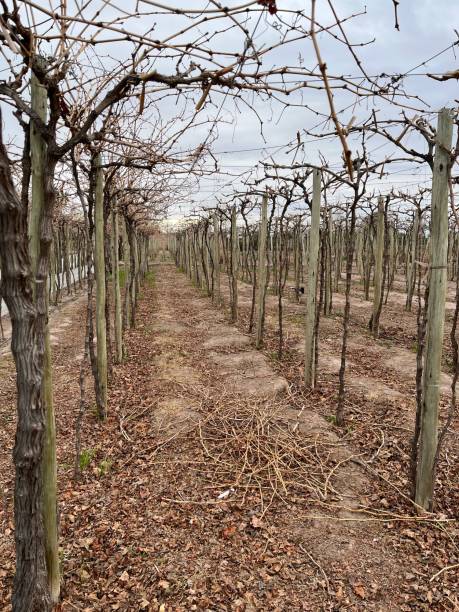 istock grape plantation in winter, bare without leaves 1662172824