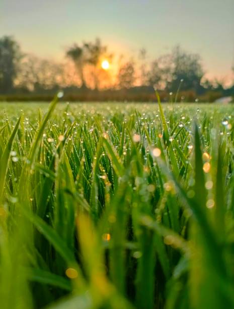 dew drops in the early morning Fresh, luscious green grass in a meadow with dew drops in the early morning light of a spring or summer day. Stunning creative rendering of the simplicity and freshness of nature sunset dew stock pictures, royalty-free photos & images