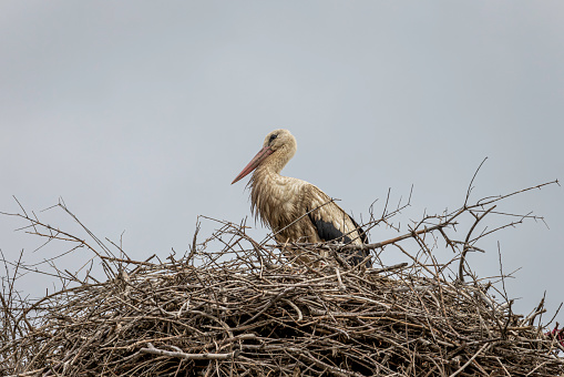 White Stork standing in its nest, Selcuk, Izmir Province, Turkey