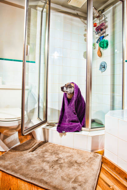 Cane da bagno - foto stock