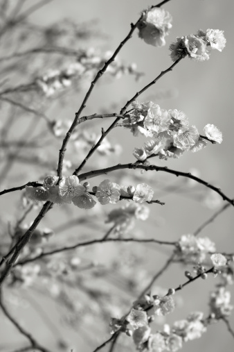 Japanese cherry in black & white.