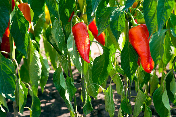 istock red organic peppers growing in the garden 166219271