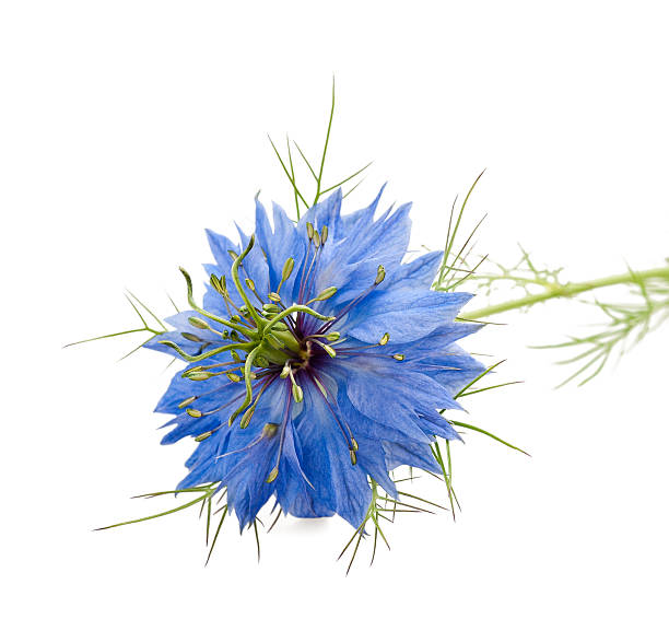 Nigella flower on white background nigella flowers isolated on white caraway stock pictures, royalty-free photos & images