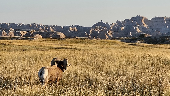 The big horned sheep looking out into the badlands
