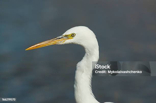 Garçacloseup - Fotografias de stock e mais imagens de Amarelo - Amarelo, Animal, Animal de Estimação