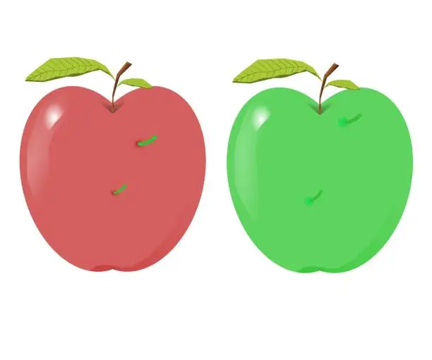 Vector illustration of red apples and green apples with two leaf stalks eaten by caterpillars