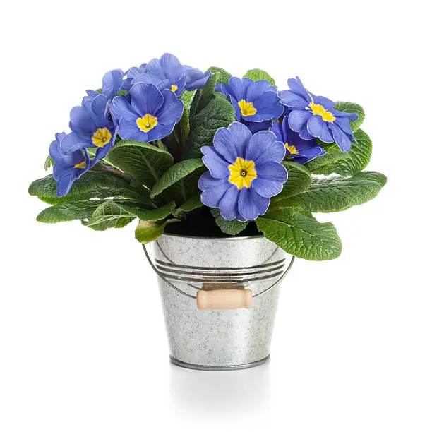 Blue primula flowers in metal bucket on white background