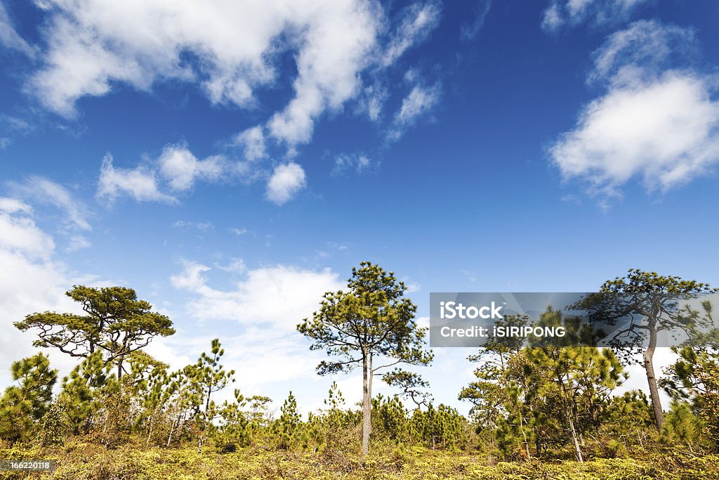 Kiefer Baum im Regen Wald - Lizenzfrei Baum Stock-Foto