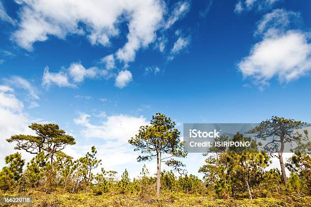 Foto de Pine Árvore Na Floresta Tropical e mais fotos de stock de Alto - Descrição Geral - Alto - Descrição Geral, Beleza natural - Natureza, Bosque - Floresta