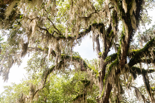 This is a photograph of oak tree branches covered with hanging moss in Ocala, Florida.