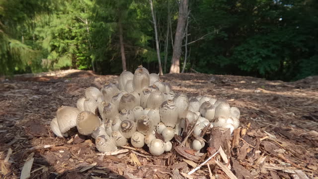 Closer look of the white puffy mushrooms in Estonia