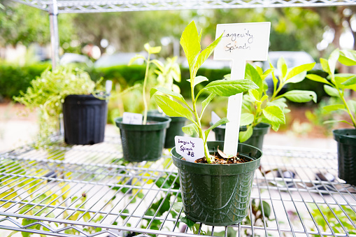 Potted plants are for sale at the outdoor Ocala Farmer’s market.