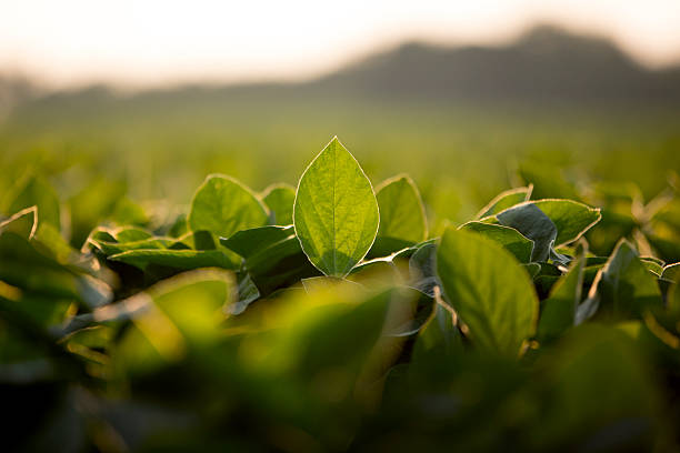 Soy leaves plantation with blur background vibrant-looking soy crop soya bean stock pictures, royalty-free photos & images