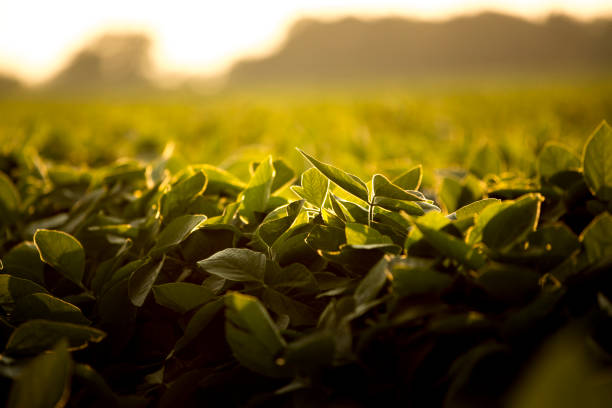 istock Soy Leaves in sunlight 166222714