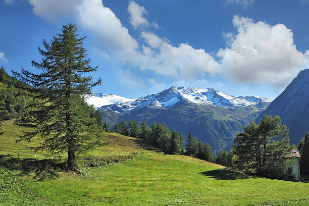 istock Green meadow on a hillside and  pine forests 166222849