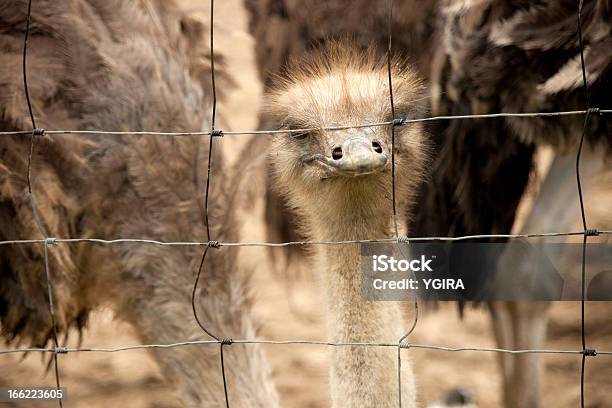 Pájaro Foto de stock y más banco de imágenes de Animal - Animal, Avestruz, Barrote de metal