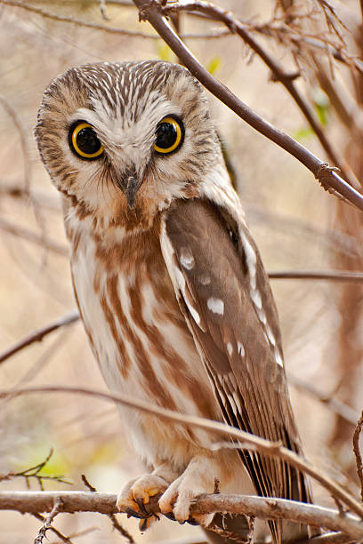 istock Northern Saw-whet Owl 166223624