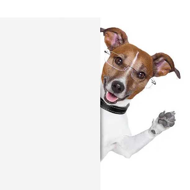 Photo of Smart dog in glasses waiving from behind a white board