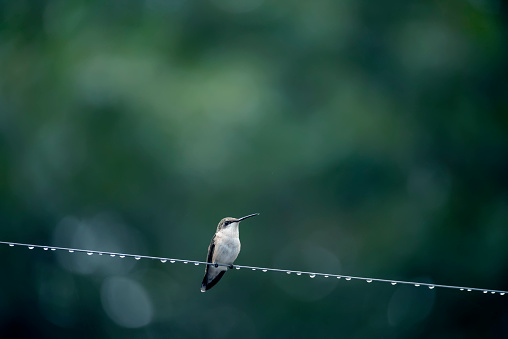 Hummingbird bird on a wire with drops after rain against a natural garden background.