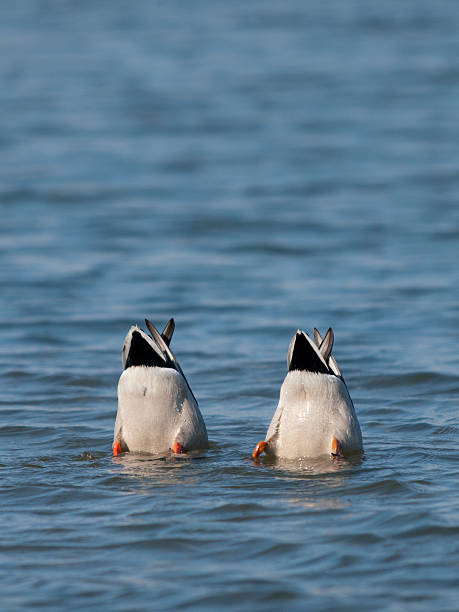 mallard/anas platyrhynchos; stockente - gruendeln foto e immagini stock