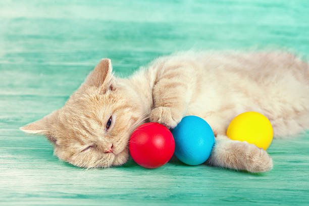 istock Little cream cat sleeping near the colored eggs 166224415
